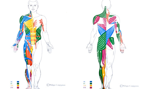 Cadenas musculares y articulares, método GDS